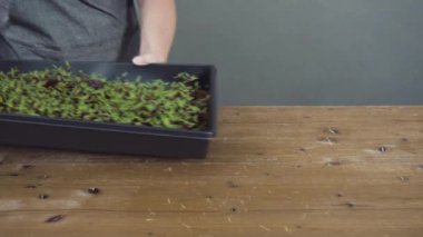 Yayılma tepsisindeki turp mikroçerezleri hasat için hazır..