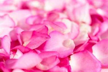 Düz yatıyordu. Pembe güllerin yapraklarının arka planı.