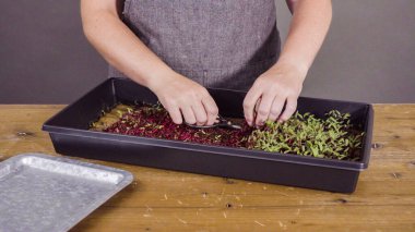 Yayılma tepsisinden makasla turp mikro sebzeleri topluyorum..