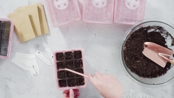 Küçük Kız Bir Okul Projesi Için Bitki Tohumlarını Küçük Kaplara — Stok video