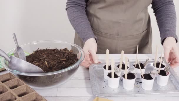 Klein Meisje Helpen Kruidenzaden Planten Kleine Containers Voor Een Thuisschool — Stockvideo