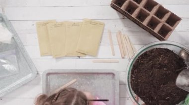 Küçük kız bir okul projesi için bitki tohumlarını küçük kaplara ekmeye yardım ediyor..