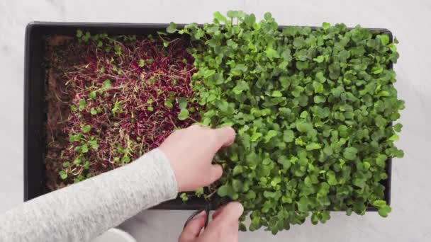 Pas Geoogste Radijs Microgreens Close — Stockvideo