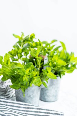 Mermer bir arka planda organik bahçeden taze nane..