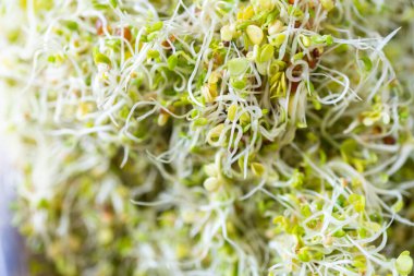 Yeni yetişmiş brokoli filizlerinin yakın görüntüsü.