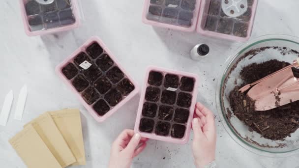 Niña Ayudando Plantar Semillas Propagador Semillas Con Tierra — Vídeos de Stock