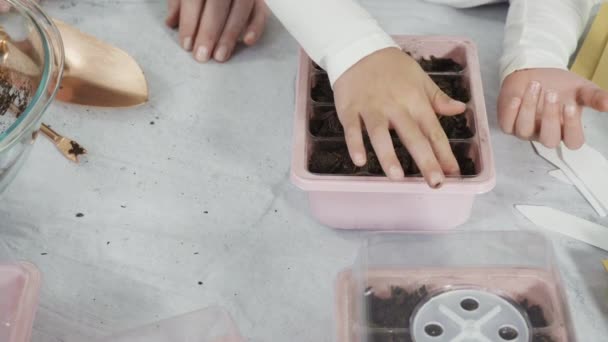 Niña Ayudando Plantar Semillas Propagador Semillas Con Tierra — Vídeos de Stock