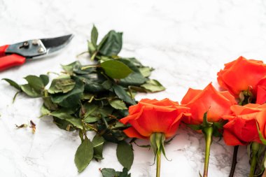 Kırmızı gülleri budama makası ile mermer bir arka planda buket için.