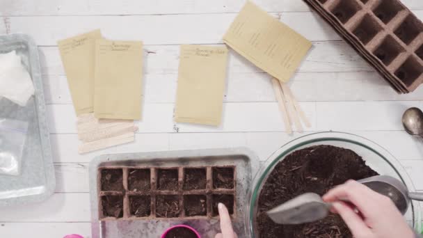 Klein Meisje Helpen Kruidenzaden Planten Kleine Containers Voor Een Thuisschool — Stockvideo