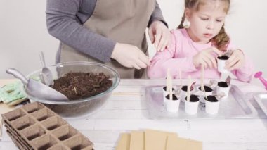 Küçük kız bir okul projesi için bitki tohumlarını küçük kaplara ekmeye yardım ediyor..