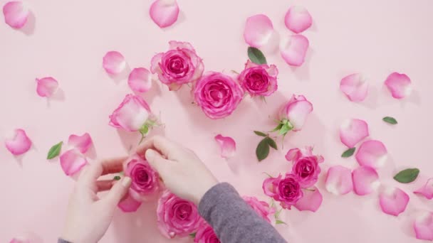 분홍빛 장미와 장미꽃 가까이 — 비디오