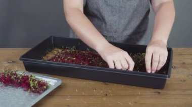 Taze yeşil filizler ekiyorum. 