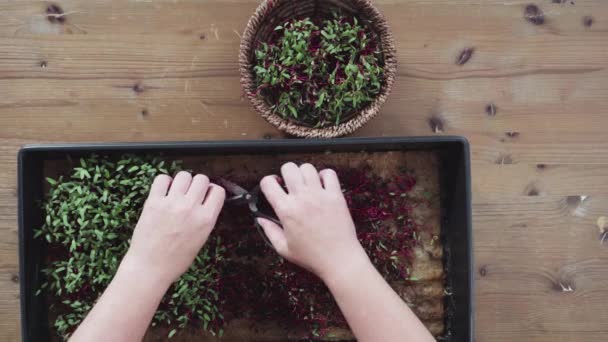 Plantación Nuevos Brotes Verdes Frescos — Vídeo de stock