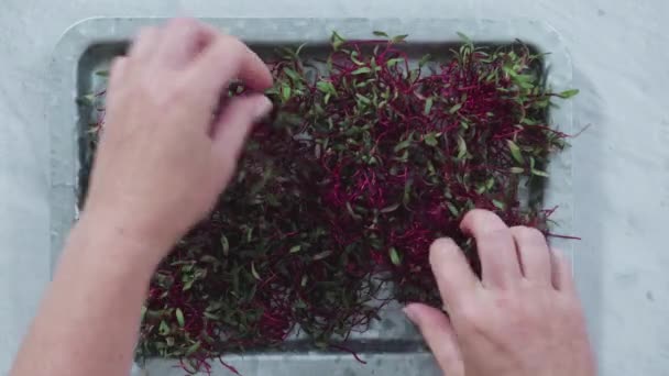 Het Planten Van Verse Nieuwe Groene Spruiten — Stockvideo