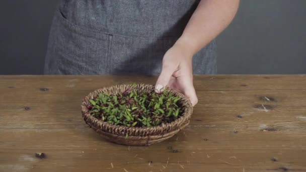 Het Planten Van Verse Nieuwe Groene Spruiten — Stockvideo