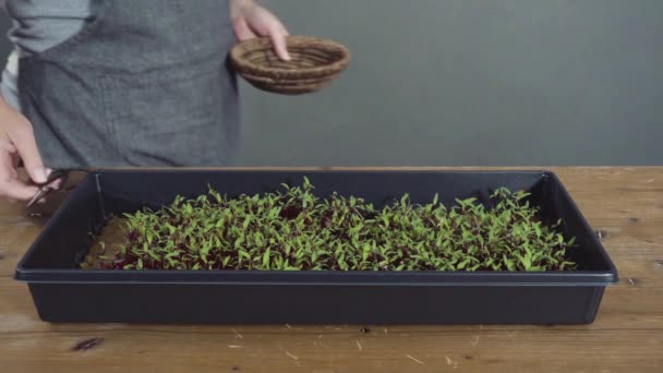 种植新的绿色芽 — 图库视频影像