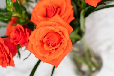 Manzarayı kapat. Cam vazoda yeşil yapraklı kırmızı güller..