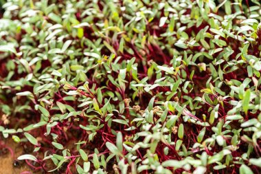 Mor saplı turp mikroçerezleri ve büyüyen tepside yeşil yapraklar.