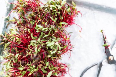 Mor saplı turp mikroçim ve metal tepside yeşil yapraklar..