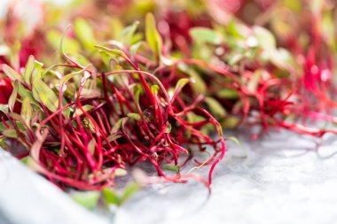 Mor saplı turp mikroçim ve metal tepside yeşil yapraklar..