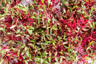 Mor saplı turp mikroçim ve metal tepside yeşil yapraklar..