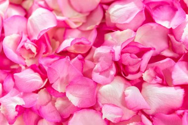 Düz yatıyordu. Pembe güllerin yapraklarının arka planı.