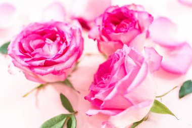 Pembe güller ve pembe arka planda gül yaprakları.