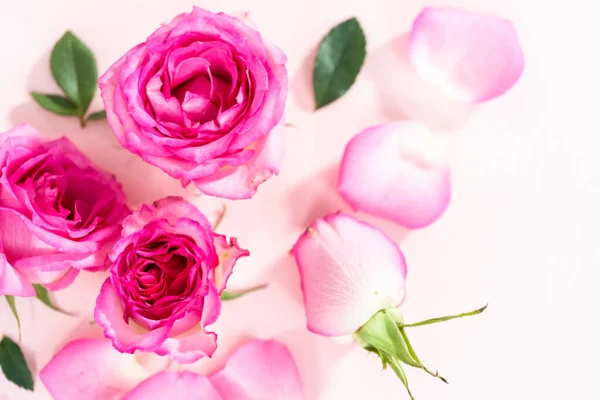 Roze Rozen Rozenblaadjes Een Roze Achtergrond — Stockfoto