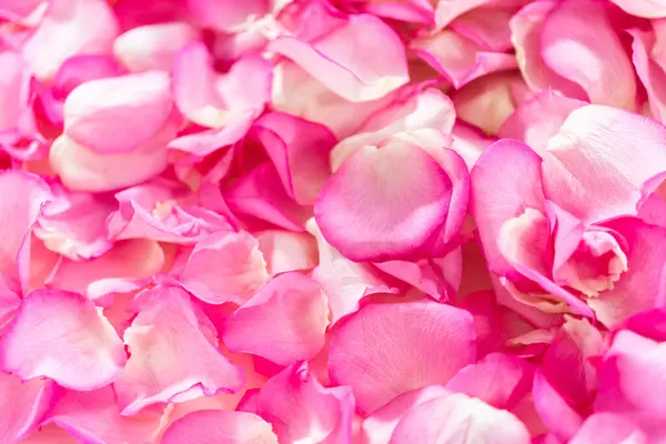 平躺在床上粉红玫瑰花瓣的背景 — 图库照片