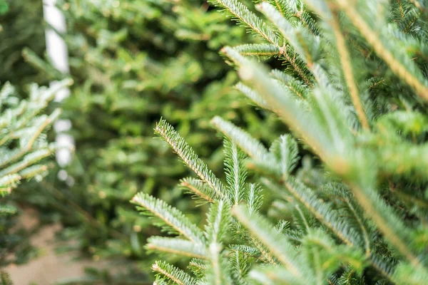 圣诞树农场新鲜的常青植物 — 图库照片