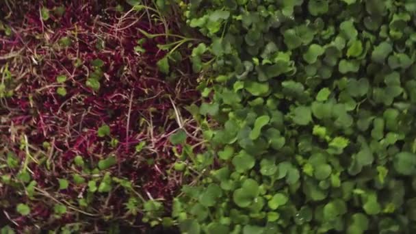 Microgreens Rábano Bandeja Propagación Listos Para Cosechar — Vídeo de stock