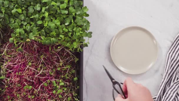 Microgreens Rábano Bandeja Propagación Listos Para Cosechar — Vídeo de stock