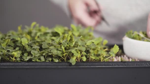 Microgreens Radis Dans Bac Propagation Prêts Pour Récolte — Video
