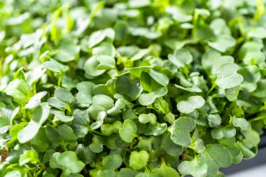 Büyük bir plastik tepsiden turp mikro sebzeleri topluyorum..