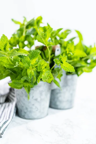 Fresh Mint Organic Garden Marble Background — Stock Photo, Image