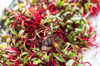 Mor saplı turp mikroçim ve metal tepside yeşil yapraklar..