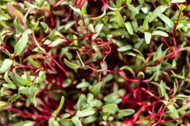 Mor saplı turp mikroçerezleri ve sepette yeşil yapraklar.