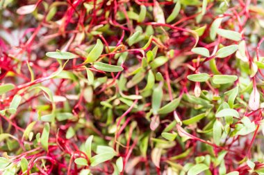 Mor saplı turp mikroçim ve metal tepside yeşil yapraklar..