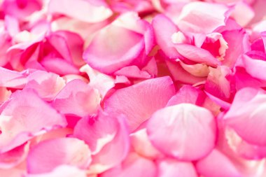 Düz yatıyordu. Pembe güllerin yapraklarının arka planı.