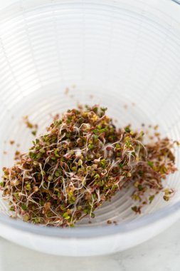 Altıncı gün. Cam bir kavanozda yetişen taze toplanmış organik filizleri yıkamak..