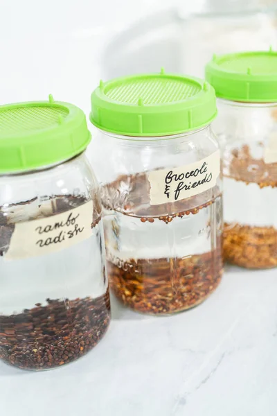 Día Crecimiento Brotes Orgánicos Frasco Albañil Con Tapa Brotando Mostrador — Foto de Stock