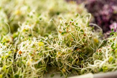 Altıncı gün. Kurutulmuş taze organik filizleri kağıt havluyla kaplı bir çarşafın üzerinde kurutuyorlar..