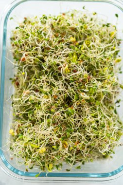 Altıncı gün. Taze toplanmış organik filizleri kağıt havlularla kaplı cam bir kabın içine koymak..