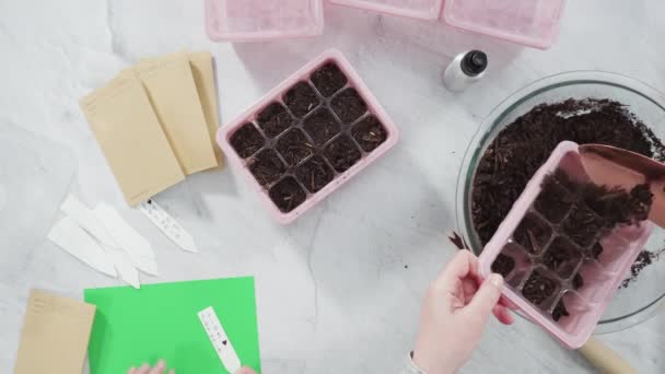 Klein Meisje Planten Zaden Turf Mos Potten Een Indoor Moestuin — Stockvideo