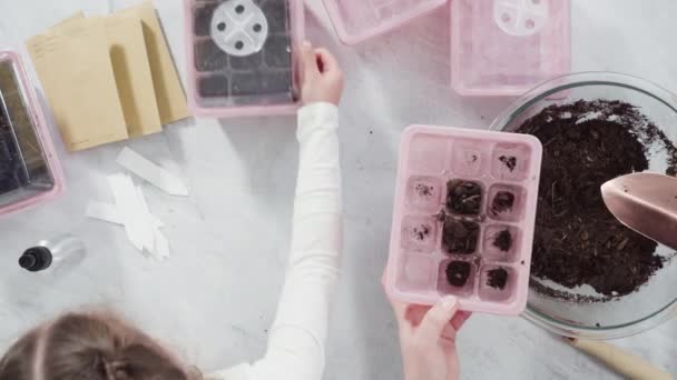 Little Girl Planting Seeds Peat Moss Pots Start Indoor Vegetable — Stock Video