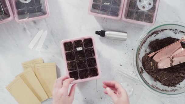 Klein Meisje Planten Zaden Turf Mos Potten Een Indoor Moestuin — Stockvideo
