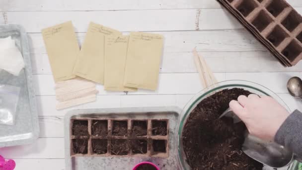 小さな女の子が泥炭の苔のポットに種を植えて屋内の菜園を始める — ストック動画