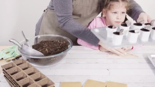 Μικρό Κορίτσι Φυτεύει Σπόρους Γλάστρες Τύρφης Για Ξεκινήσει Ένα Εσωτερικό — Αρχείο Βίντεο