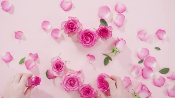 Rosas Rosadas Con Tallo Sobre Fondo Madera Blanco Pintado — Vídeos de Stock