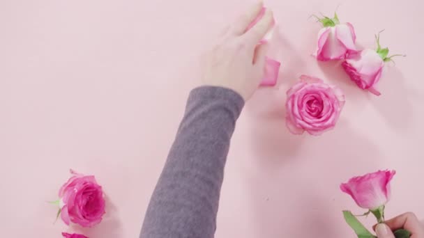 Rosas Rosadas Con Tallo Sobre Fondo Madera Blanco Pintado — Vídeos de Stock